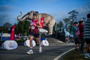 BIB: 
                            <button type="button" onclick="openModal(26541862)" class="btn btn-primary btn-sm float-right btn-popup" data-toggle="modal" data-target=".modal-high-quality">
                        <i class="fas fa-shopping-cart"></i> Add to Cart
                    </button>
                                            <button type="button" onclick="isThisMe(26541862, true)" class="btn btn-success btn-sm float-right btn-popup btn-isme hidden" data-toggle="tooltip" data-placement="bottom" title="นี่คือรูปของคุณใช่ไหม คลิกที่นี่เพื่อเอาเข้าอัลบั้ม">
                        <i class="fas fa-plus"></i> Add to album
                    </button>
                    <button type="button" onclick="isThisMe(26541862, false)" class="btn btn-warning btn-sm float-right btn-popup btn-isnotme hidden">
                        <i class="fas fa-ban"></i> Remove from album
                    </button>